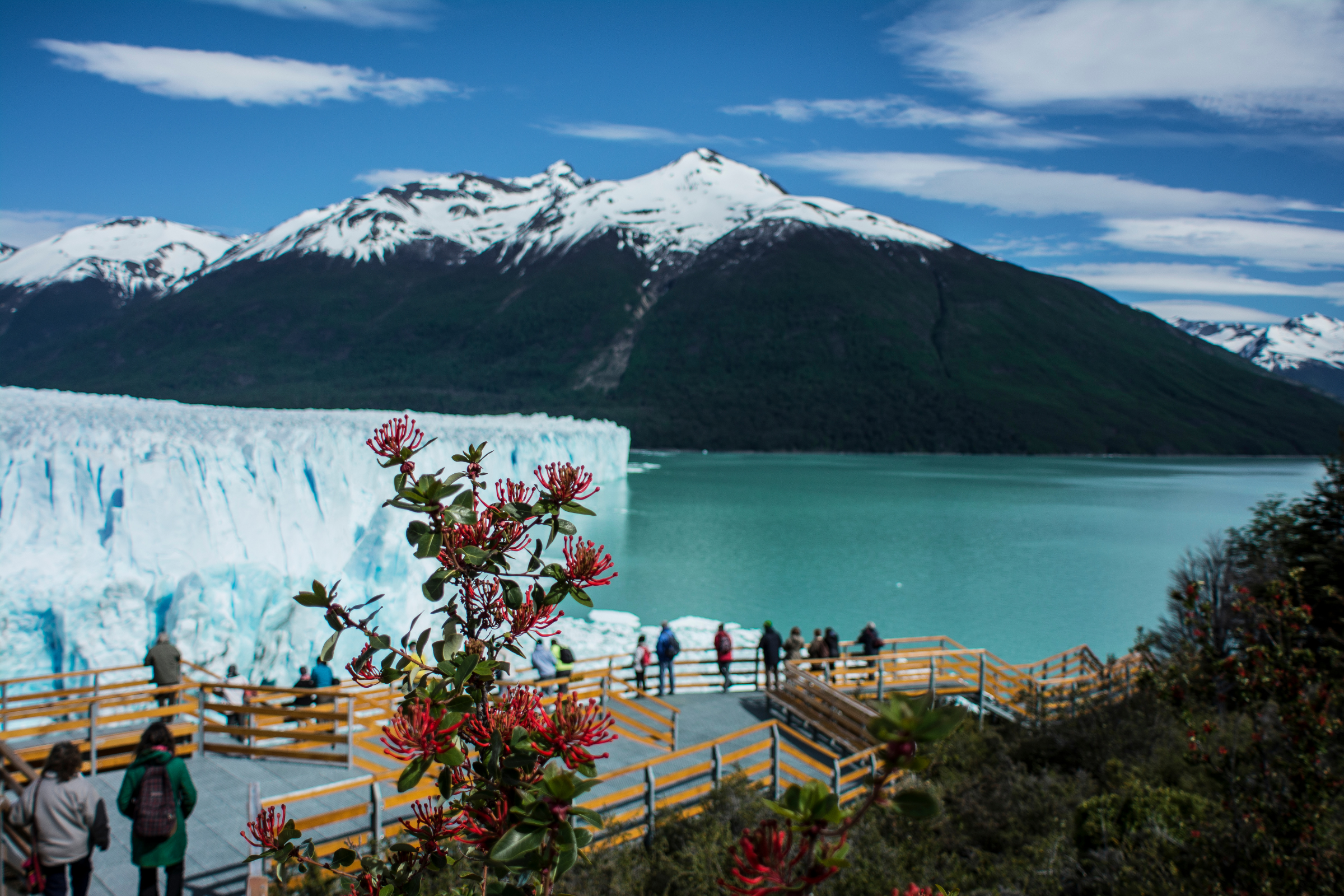 el calafate.webp
